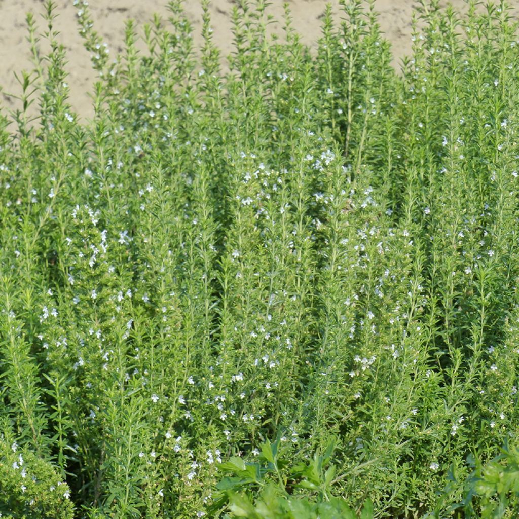 Ajedrea blanca - Satureja hortensis