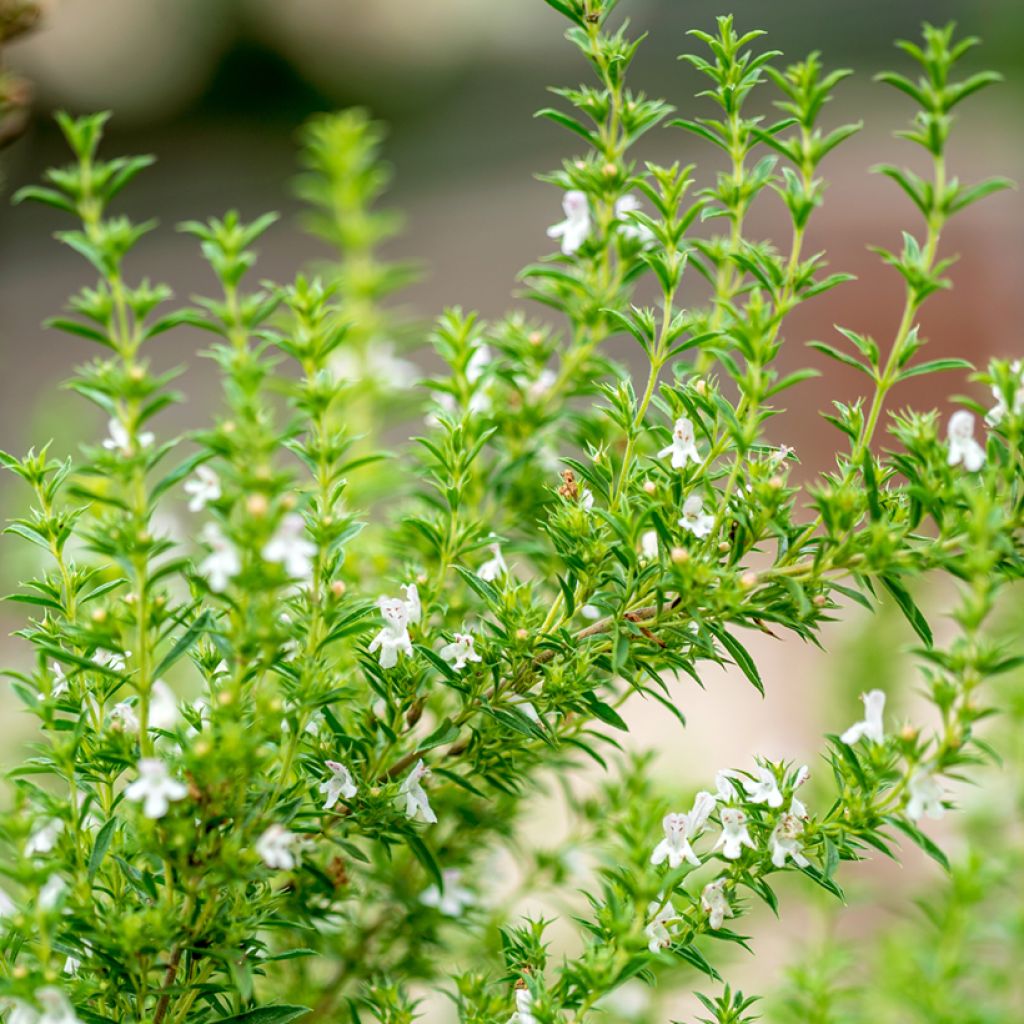 Ajedrea blanca - Satureja hortensis