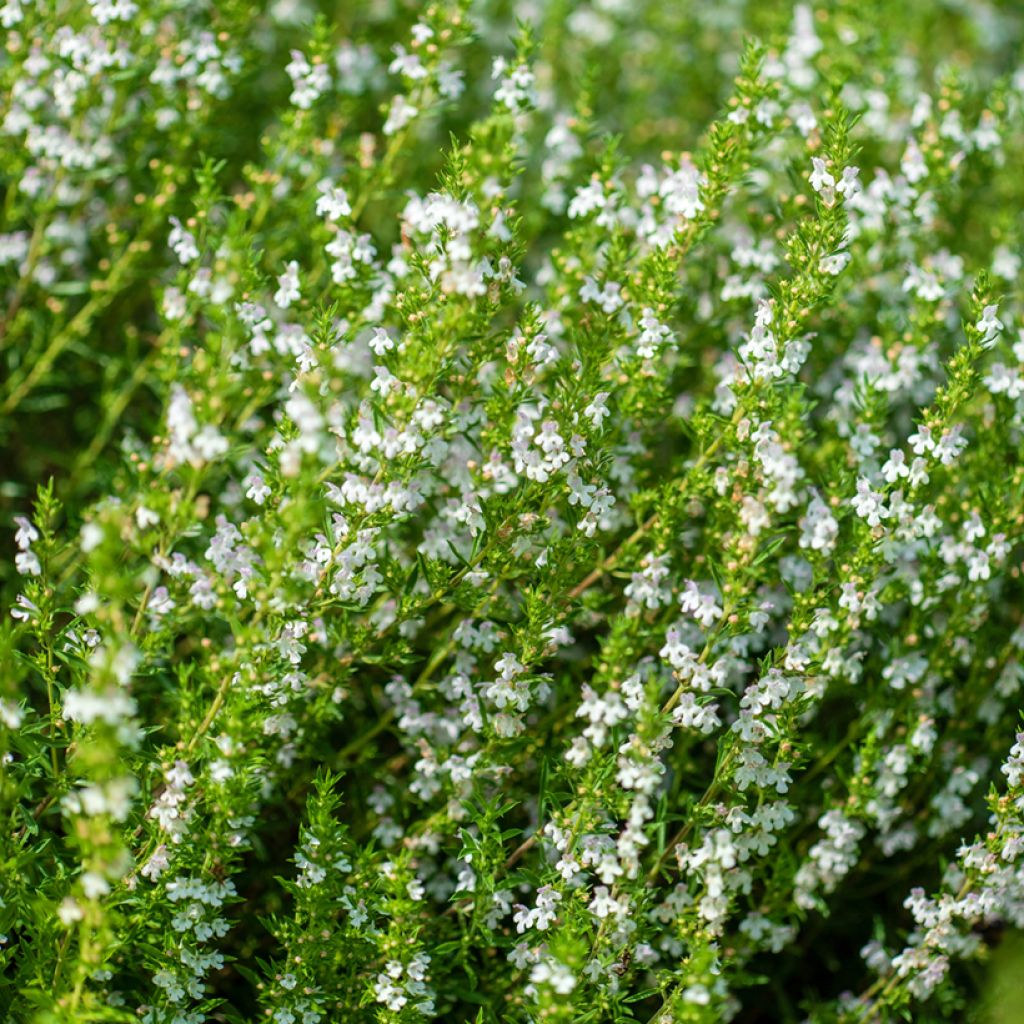 Ajedrea blanca - Satureja hortensis