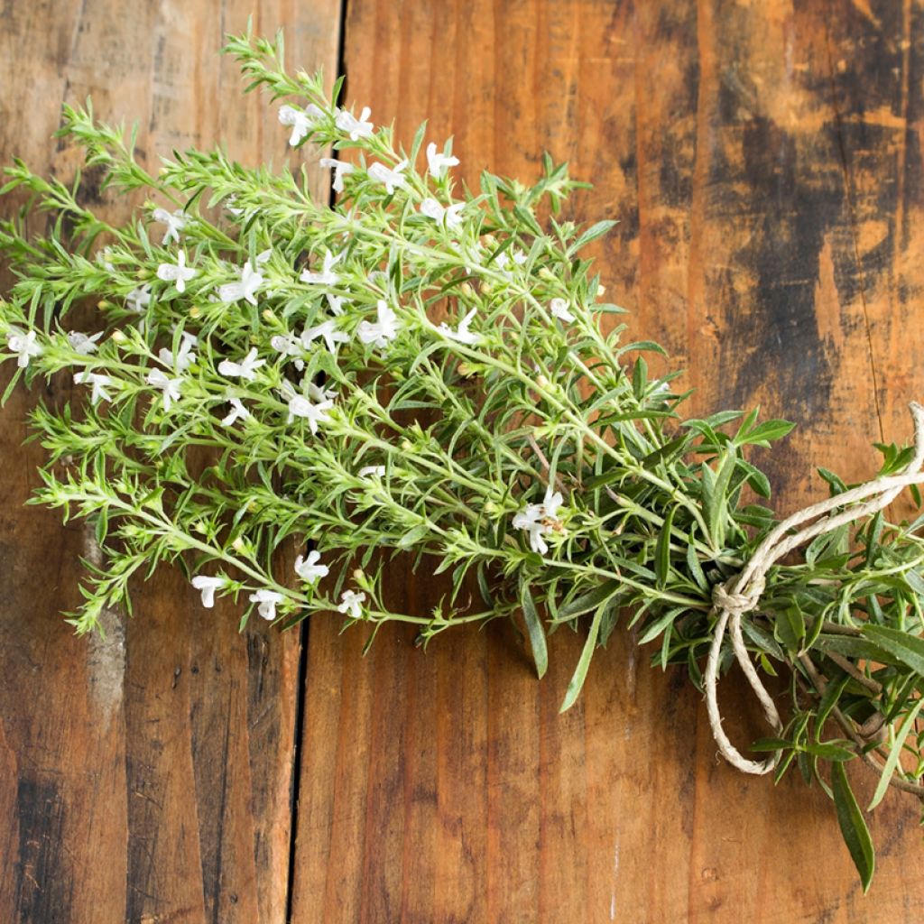 Ajedrea blanca - Satureja hortensis