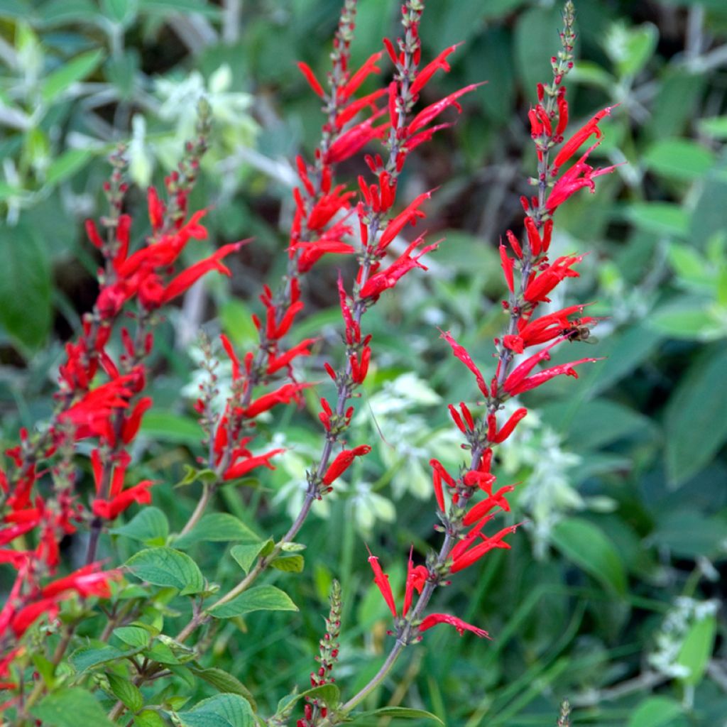 Salvia piña Ananas