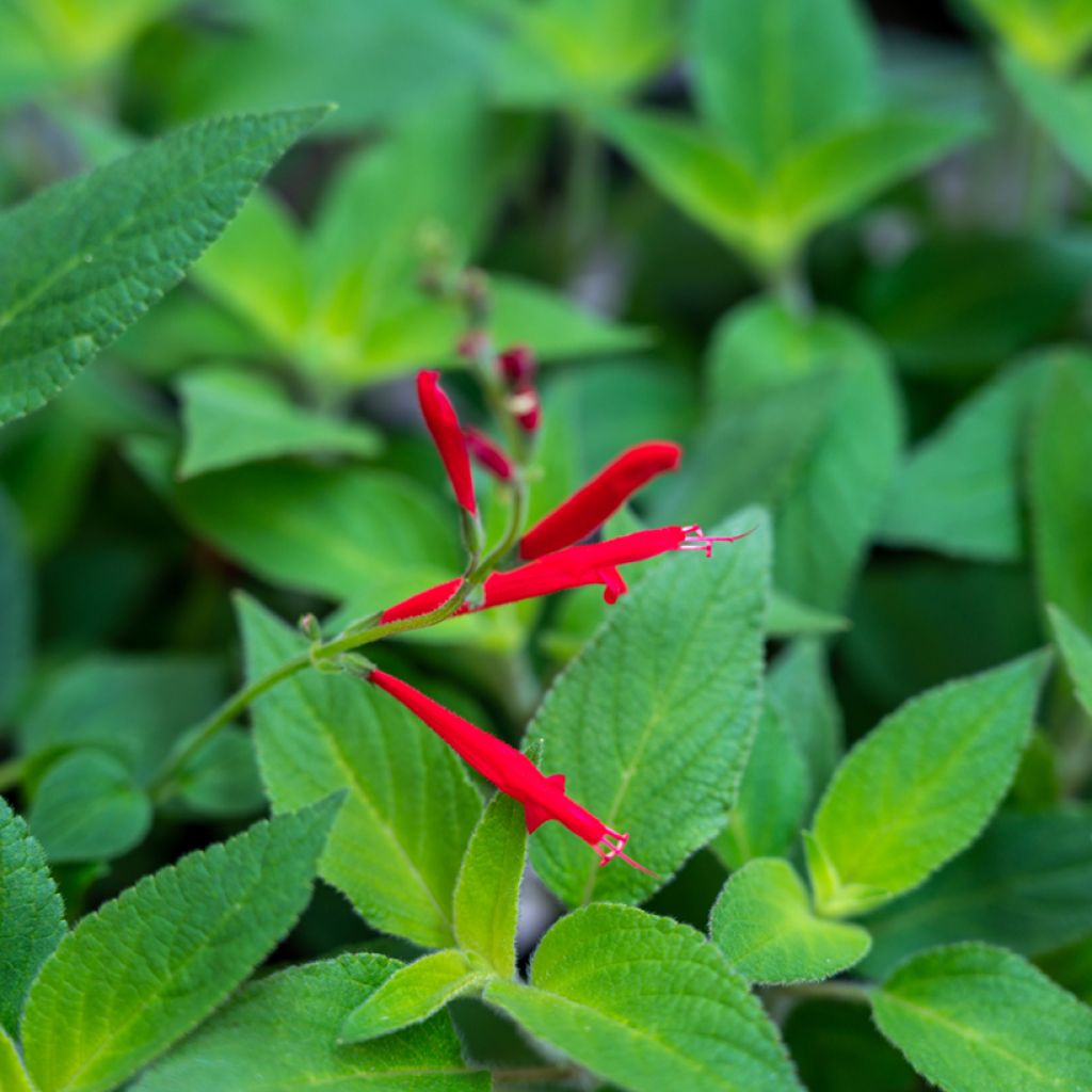 Salvia piña Ananas