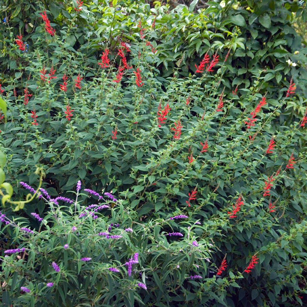 Salvia piña Ananas