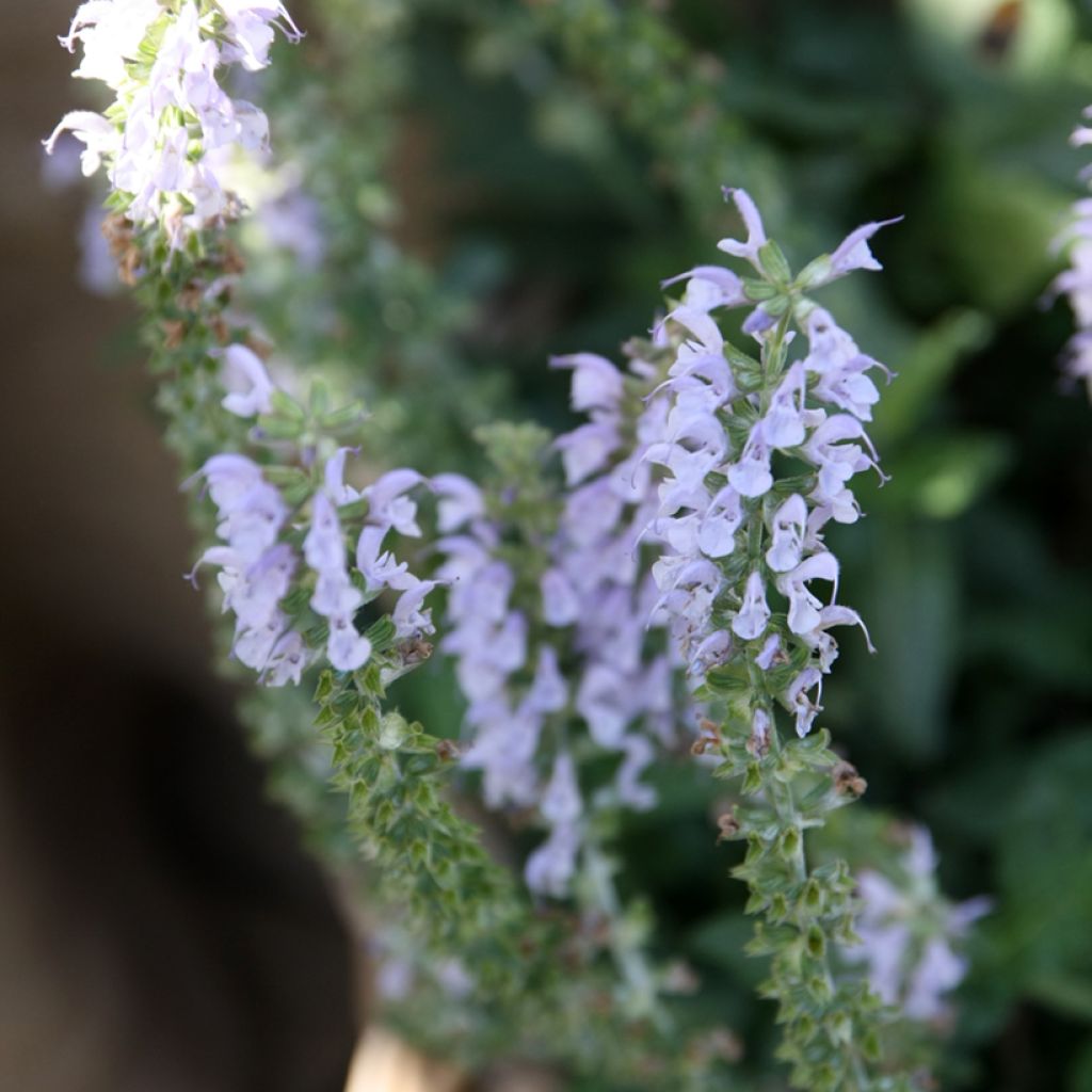 Salvia nemorosa Colorspires Crystal Blue