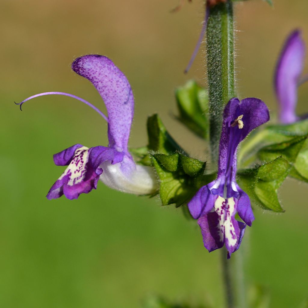 Salvia forsskaolei