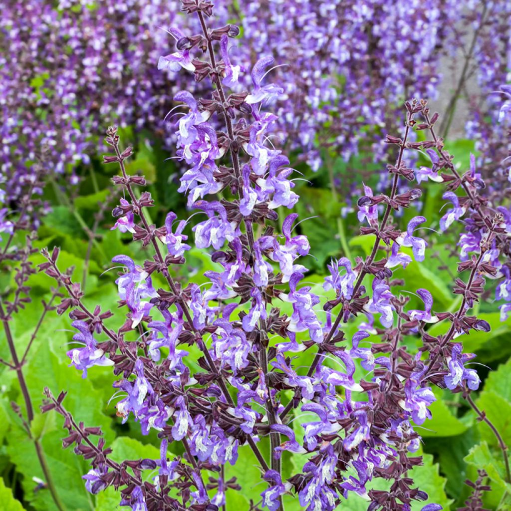 Salvia forsskaolei