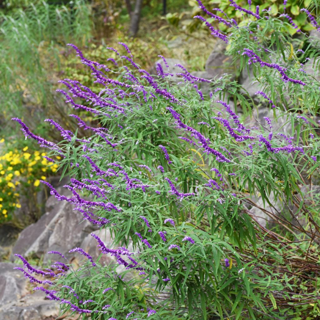 Salvia leucantha - Salvia rabo de gato