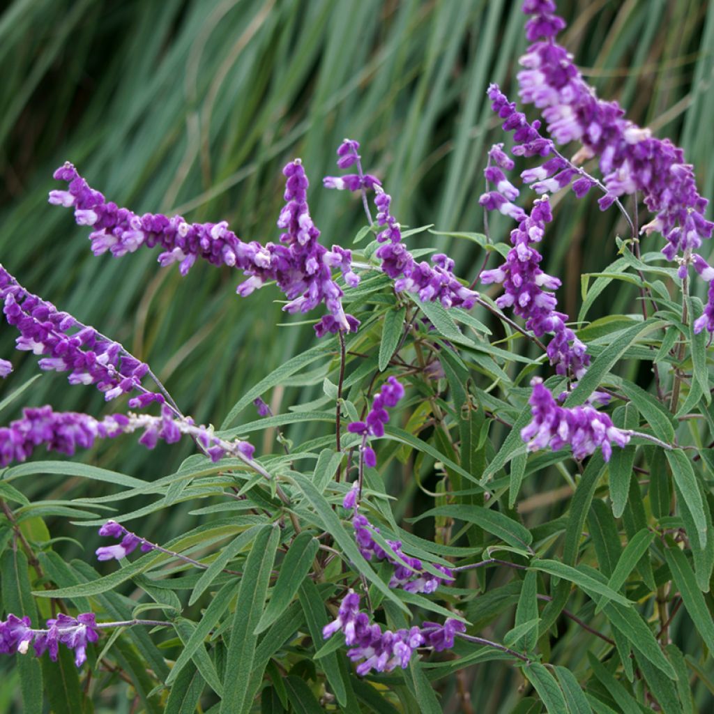 Salvia leucantha - Salvia rabo de gato