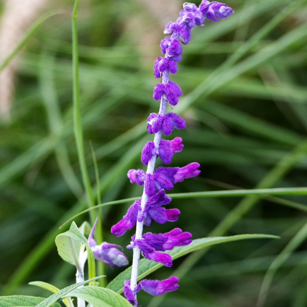 Salvia leucantha - Salvia rabo de gato