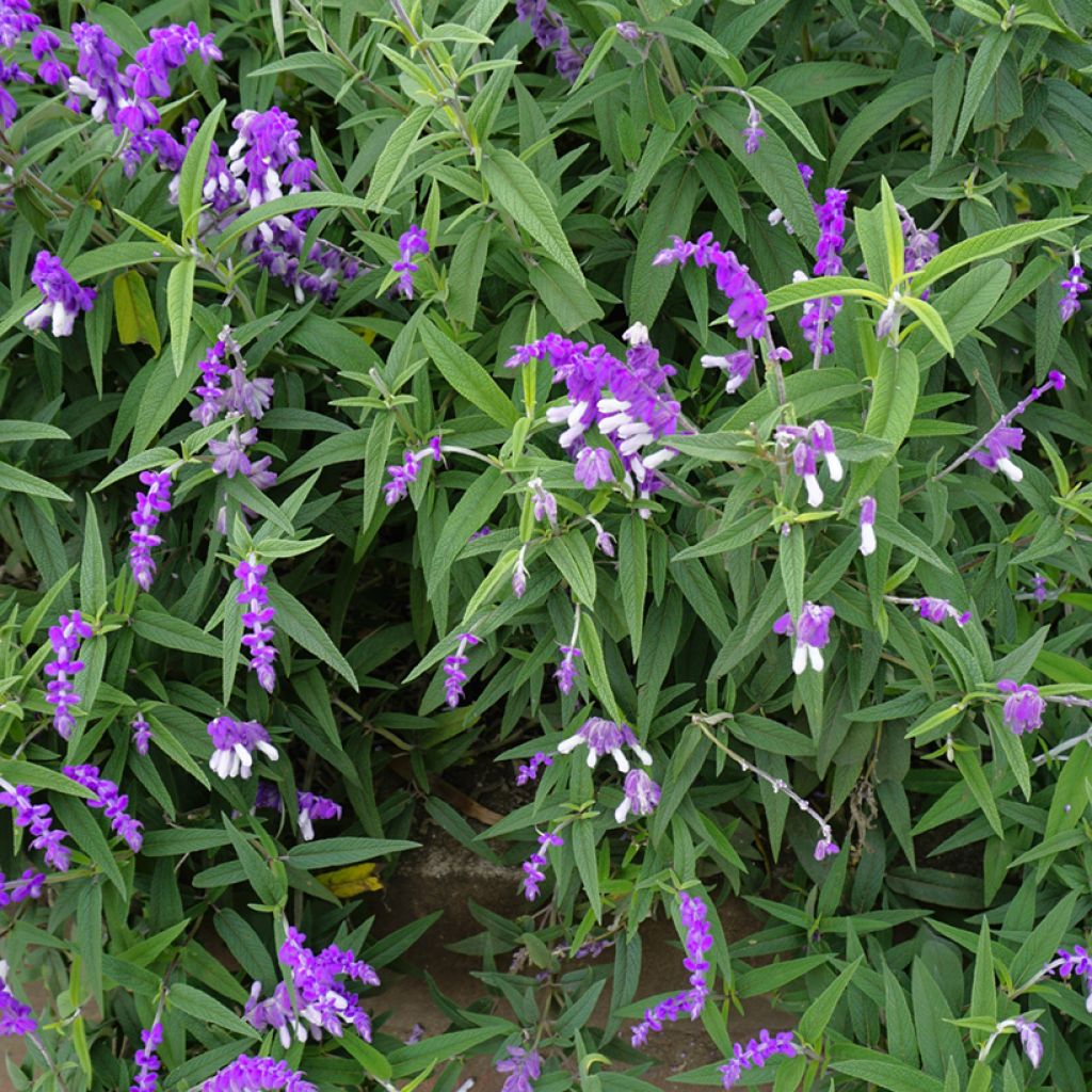 Salvia leucantha - Salvia rabo de gato