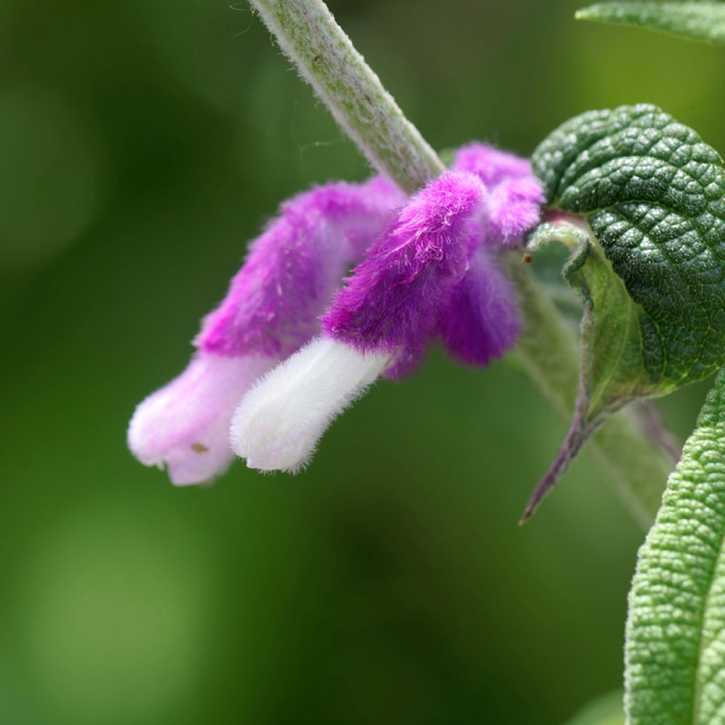 Salvia leucantha - Salvia rabo de gato