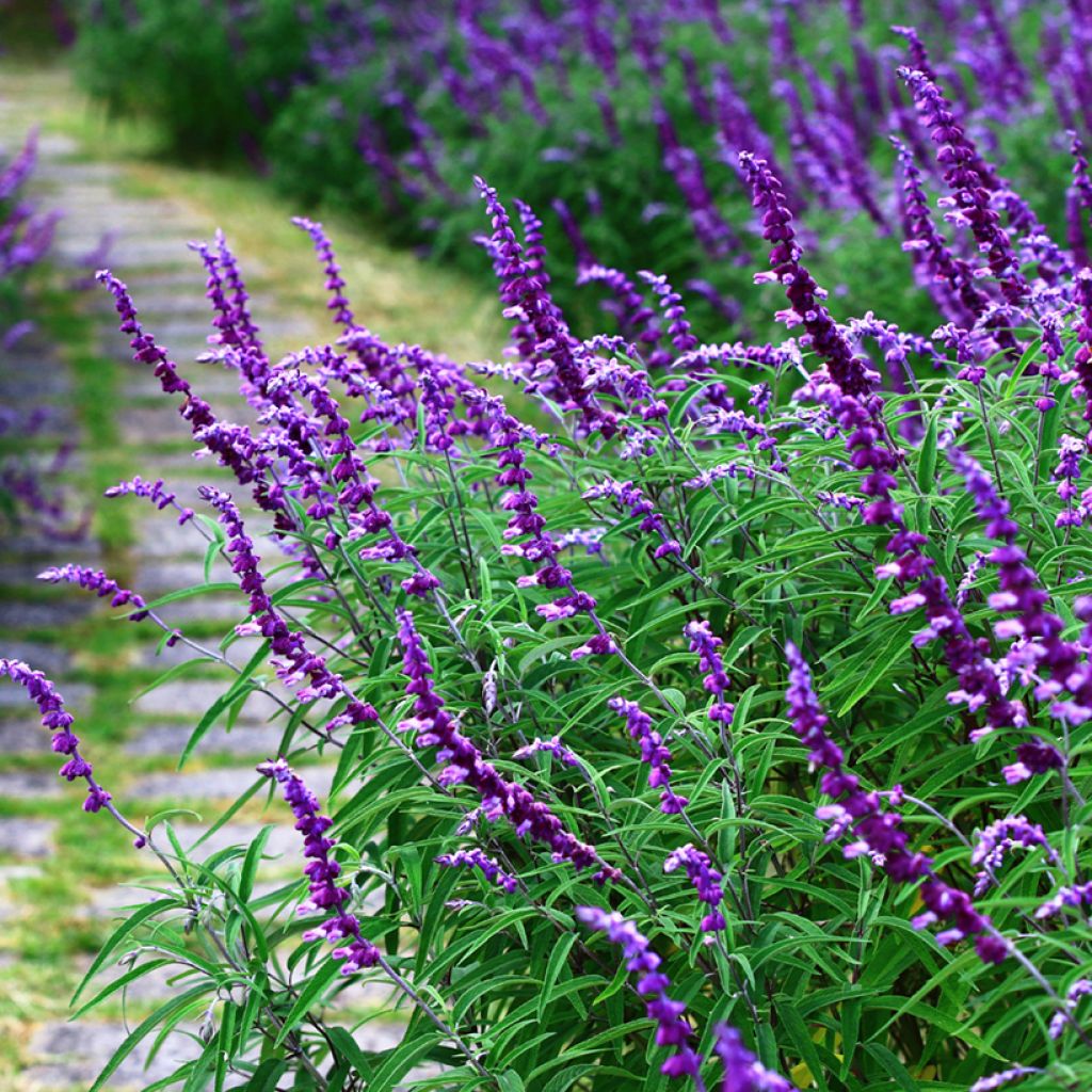 Salvia leucantha - Salvia rabo de gato