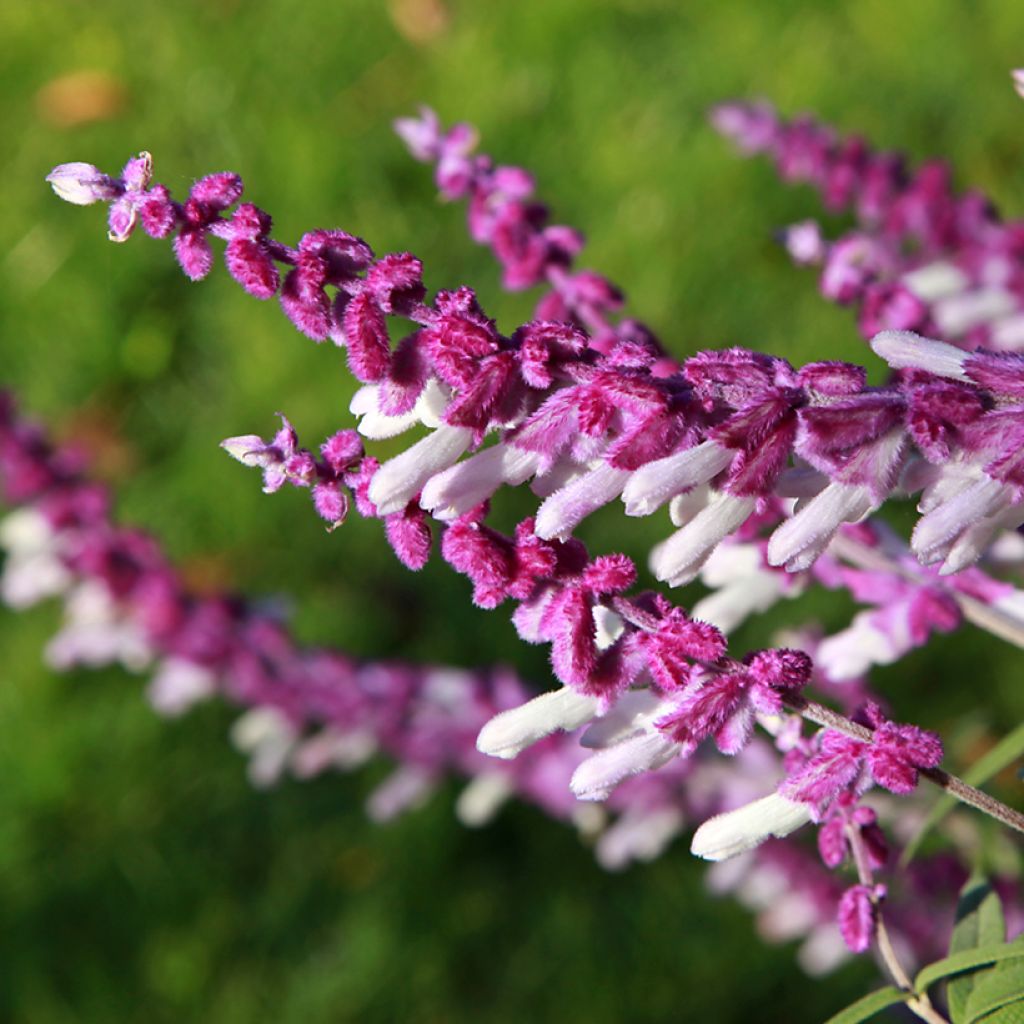 Salvia leucantha - Salvia rabo de gato