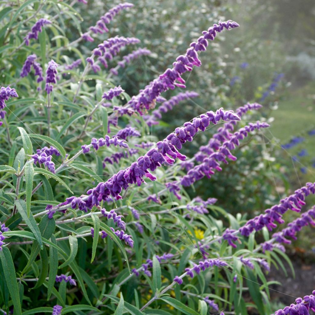 Salvia leucantha - Salvia rabo de gato