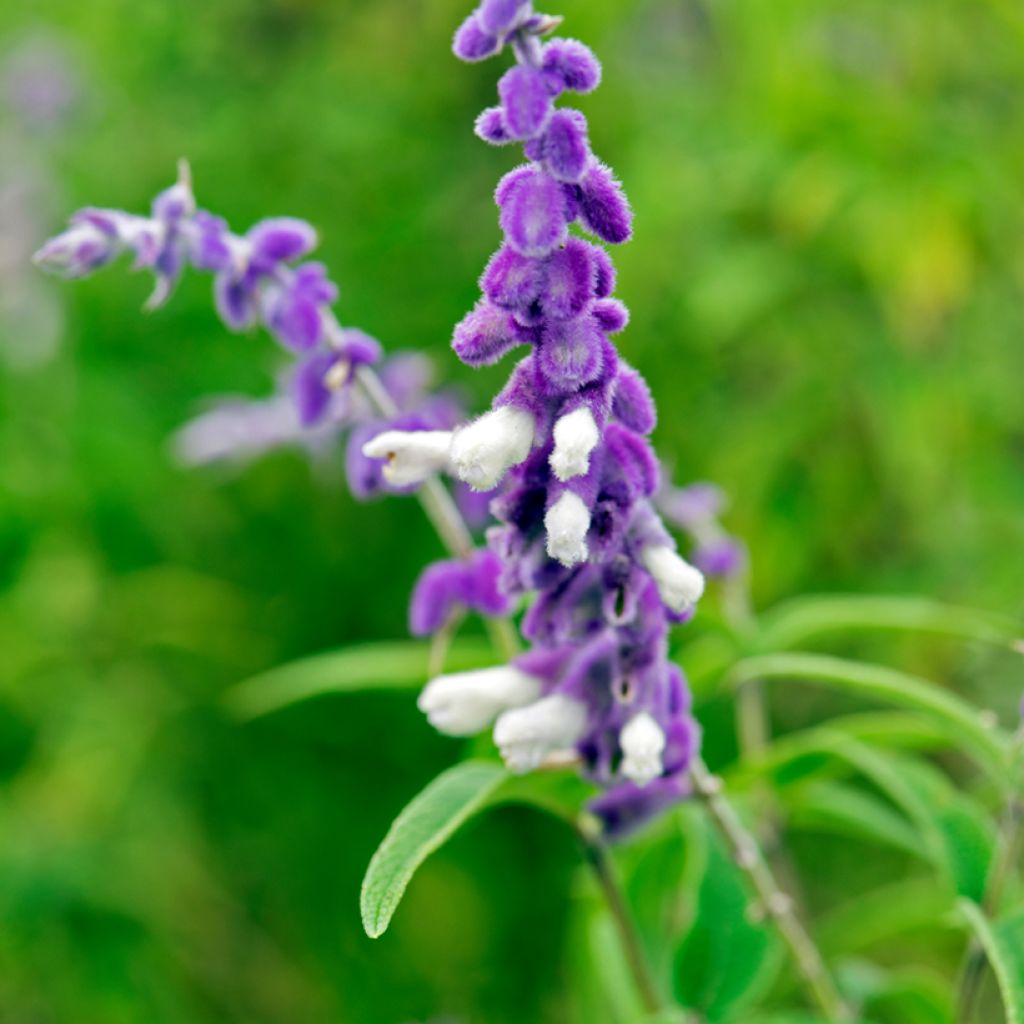 Salvia leucantha - Salvia rabo de gato