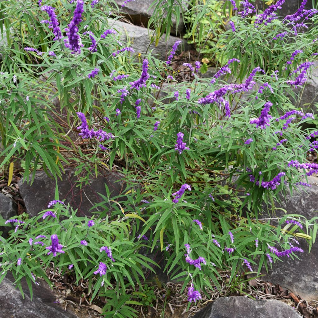 Salvia leucantha - Salvia rabo de gato