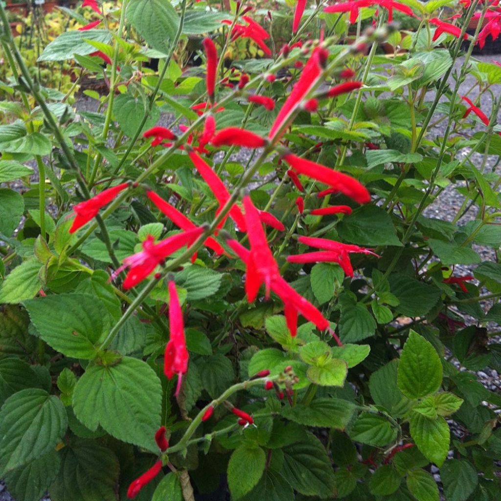 Sauge Tangerine goût d'orange - Salvia elegans