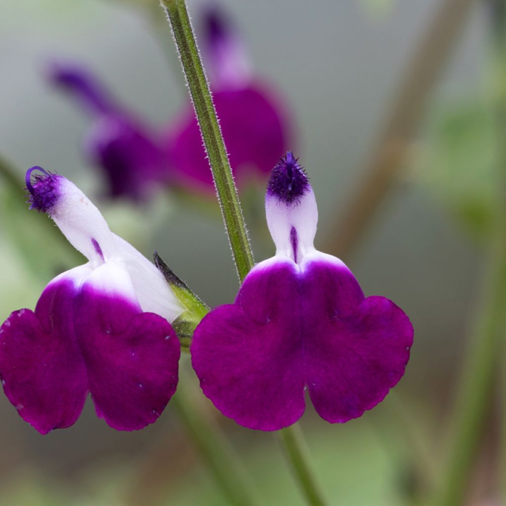 Salvia greggii Amethyst Lips - Salvia de otoño