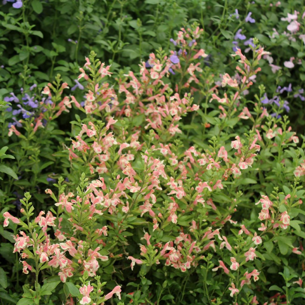 Salvia jamensis Belle de Loire