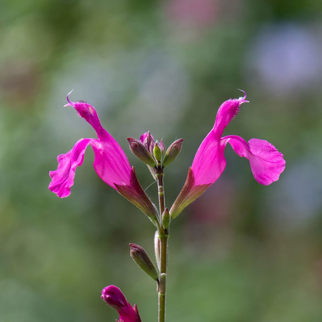 Salvia microphylla Cerro Potosi - Salvia rosa