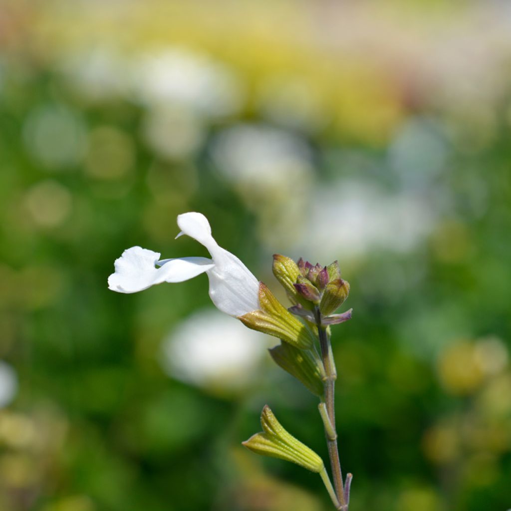 Salvia microphylla Gletsjer - Salvia rosa