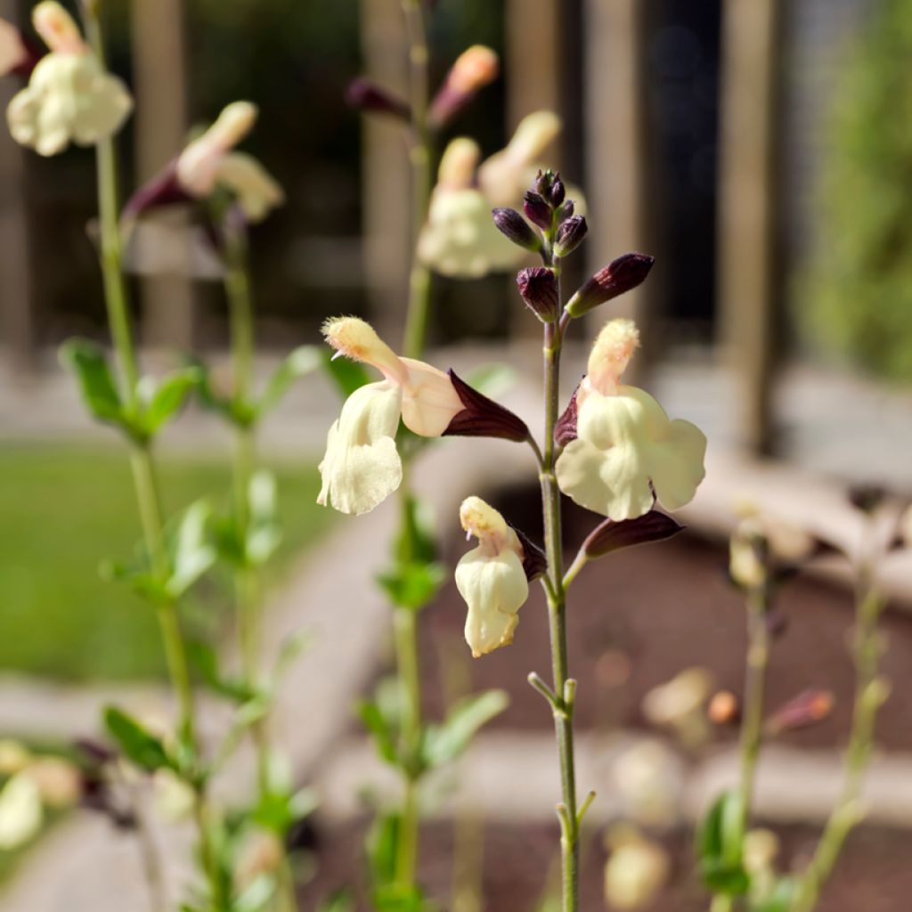 Salvia jamensis Melen