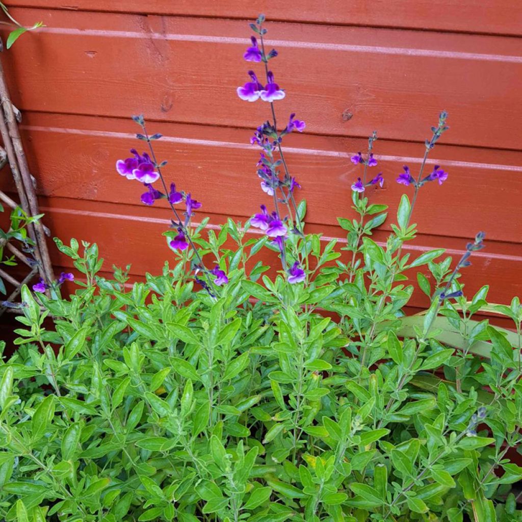 Salvia microphylla Oriental Dove - Salvia rosa