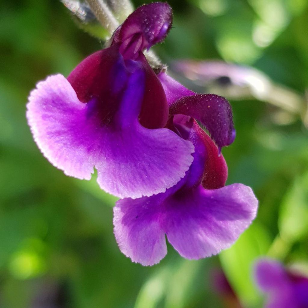 Salvia microphylla Oriental Dove - Salvia rosa