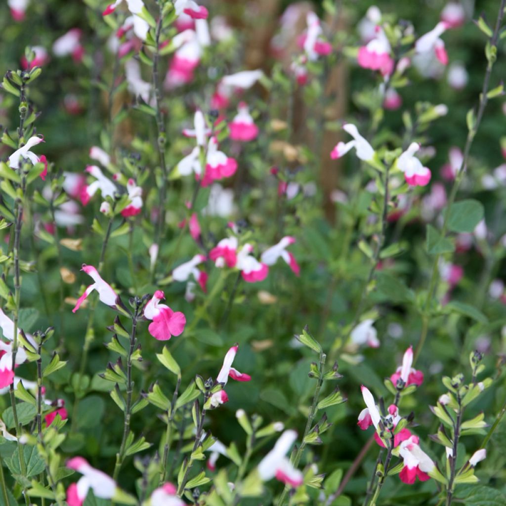 Salvia microphylla Pink Lips - Salvia rosa