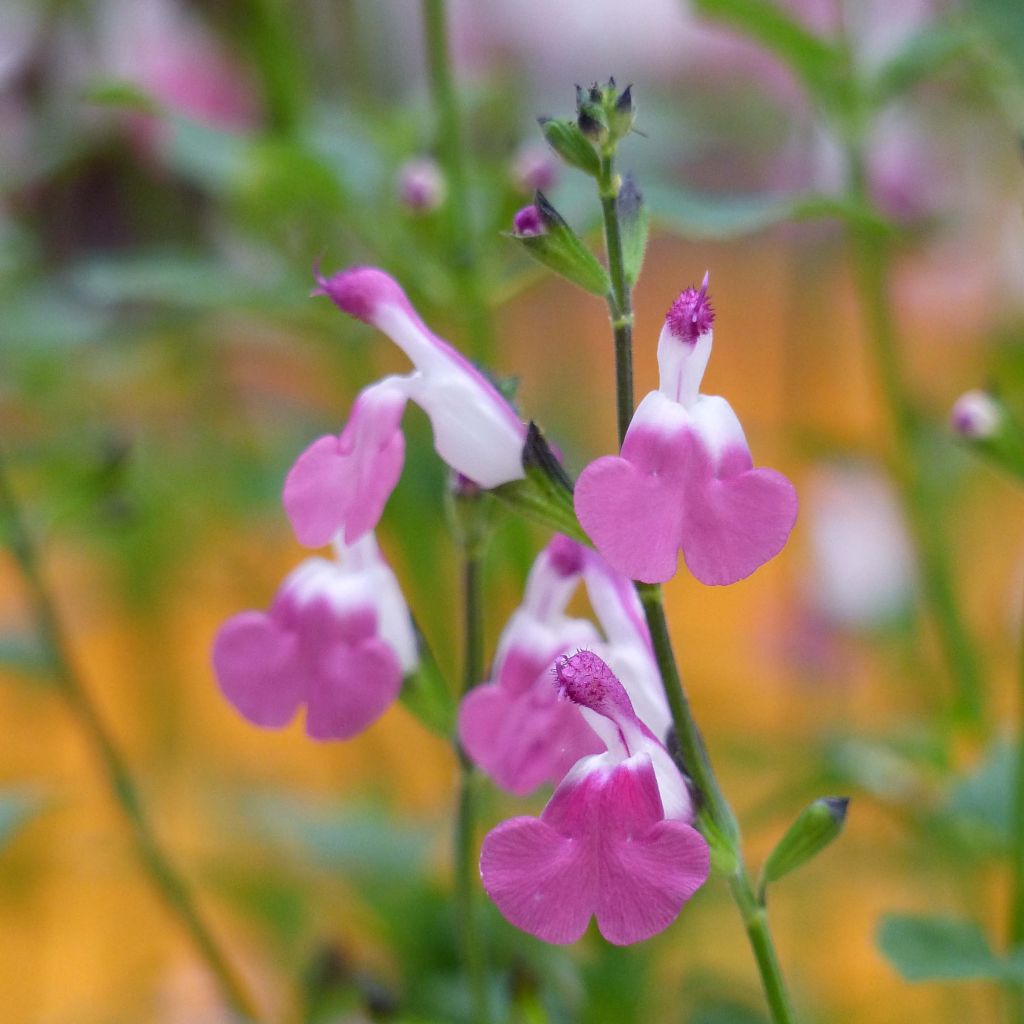 Salvia microphylla Pink Lips - Salvia rosa