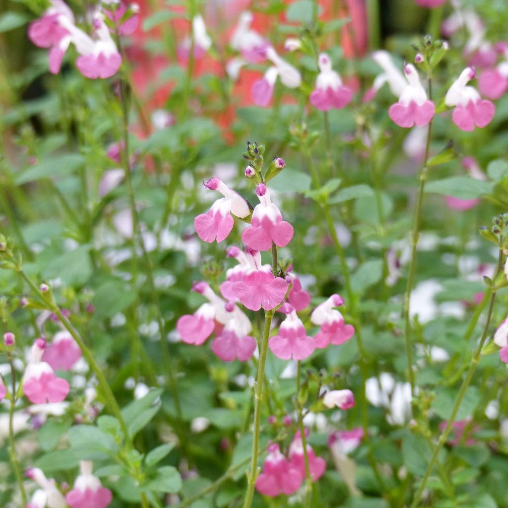 Salvia microphylla Pink Lips - Salvia rosa