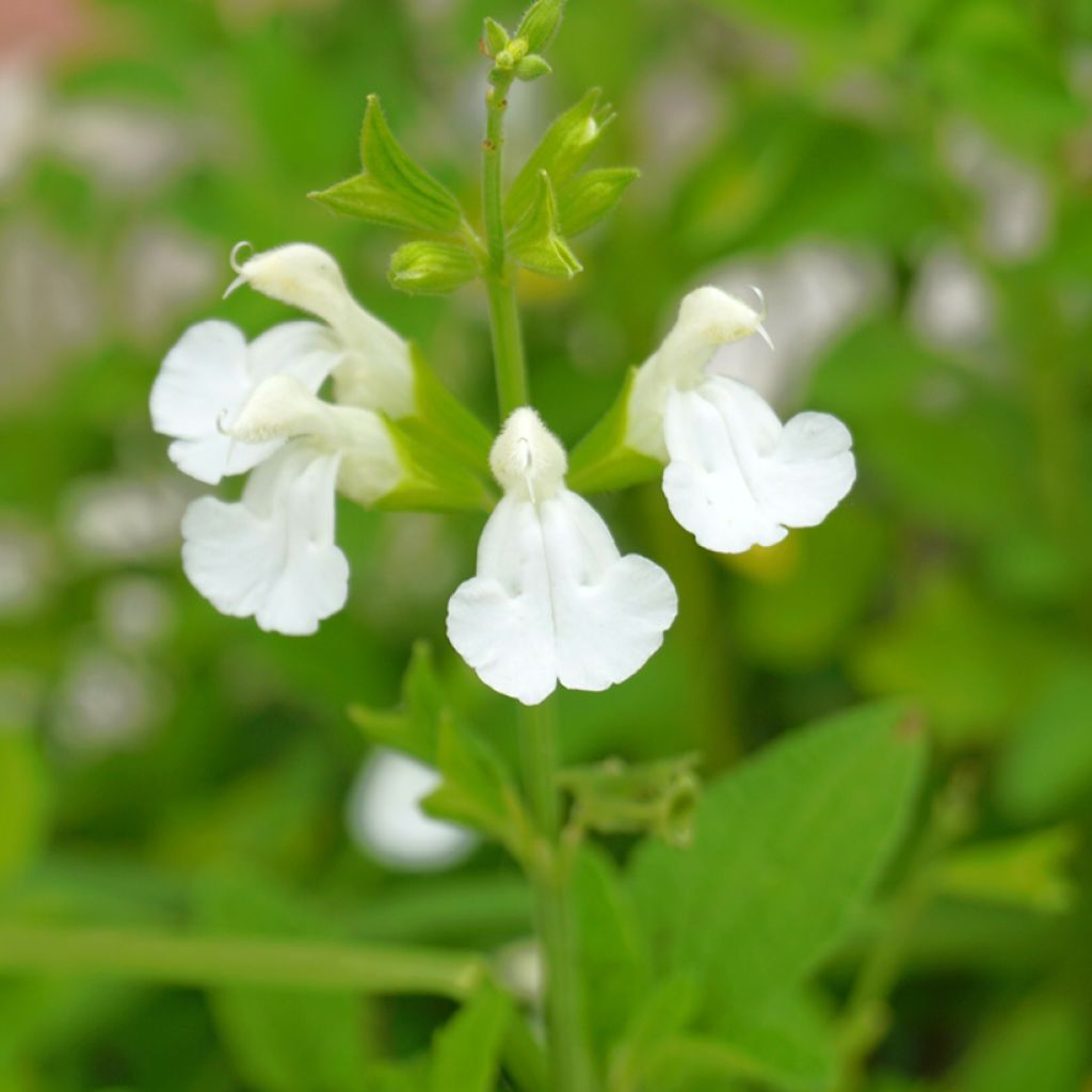 Salvia greggii Alba - Salvia de otoño