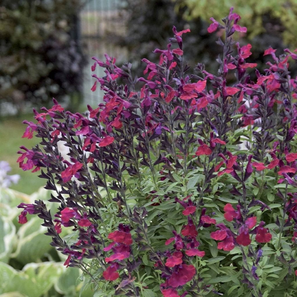 Salvia greggii Mirage Burgundy - Salvia de otoño