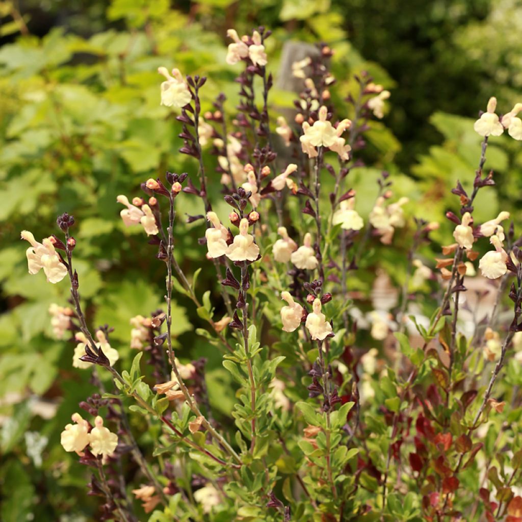 Salvia greggii Mirage Cream - Salvia de otoño