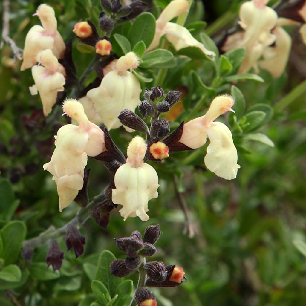 Salvia greggii Mirage Cream - Salvia de otoño