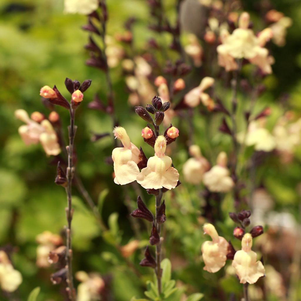 Salvia greggii Mirage Cream - Salvia de otoño