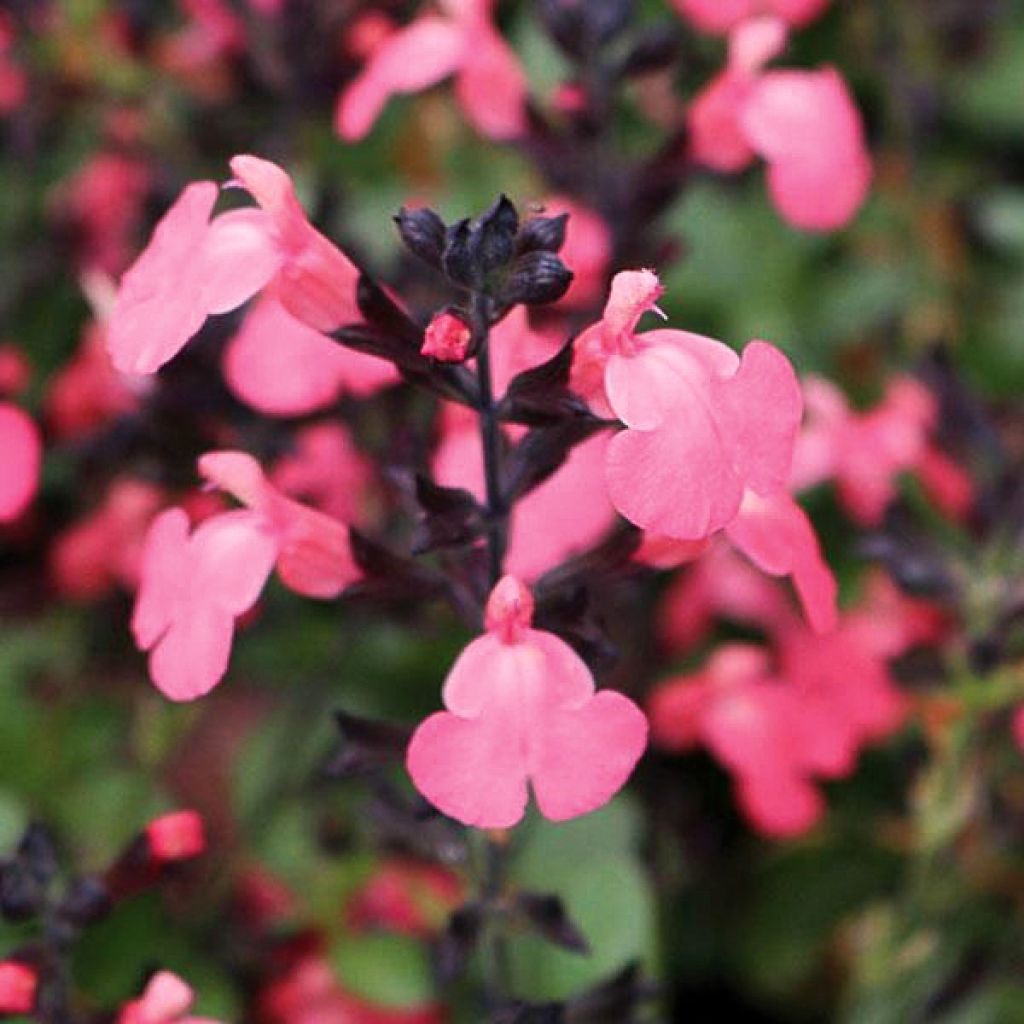 Salvia greggii Mirage Salmon - Salvia de otoño