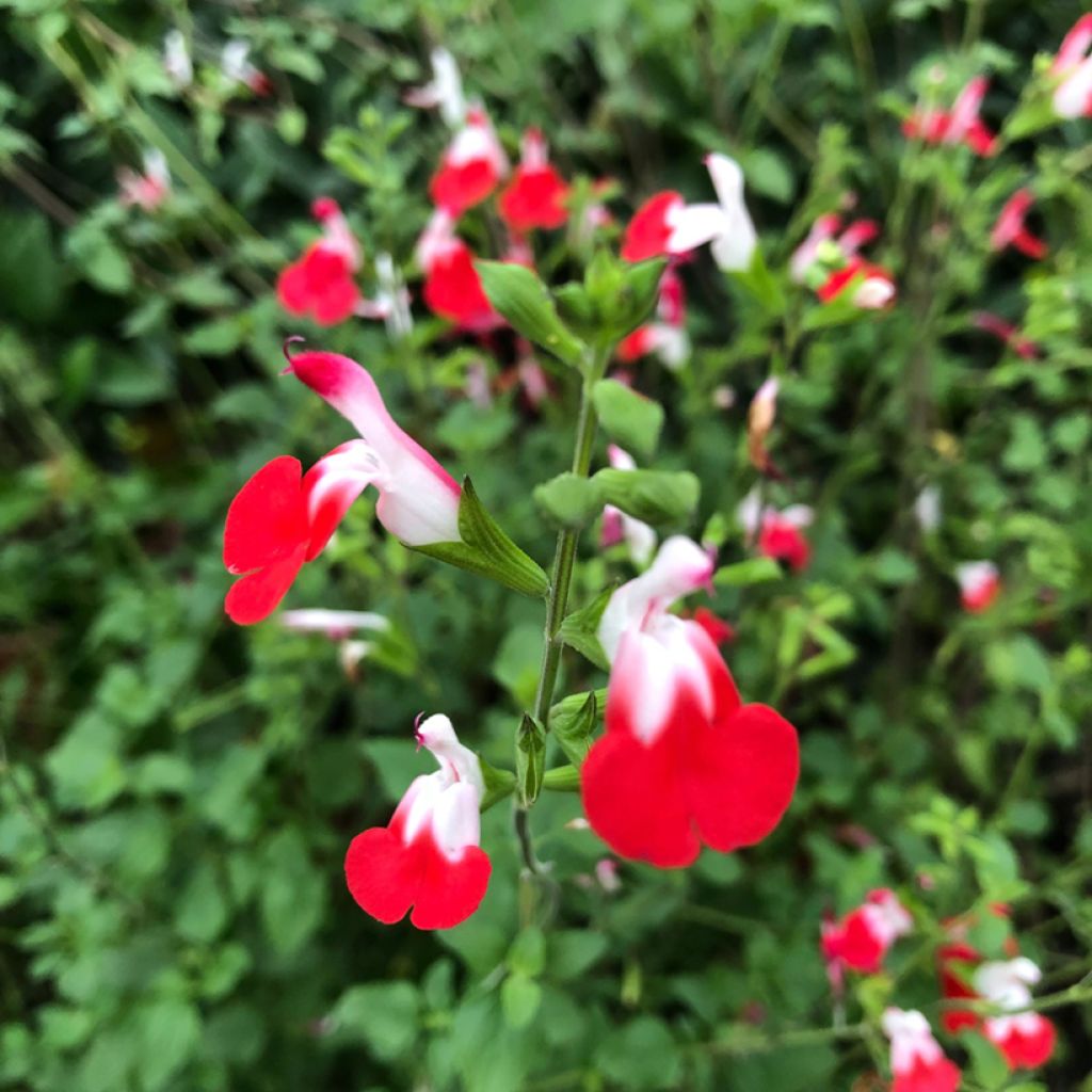 Salvia microphylla grahamii Hot Lips