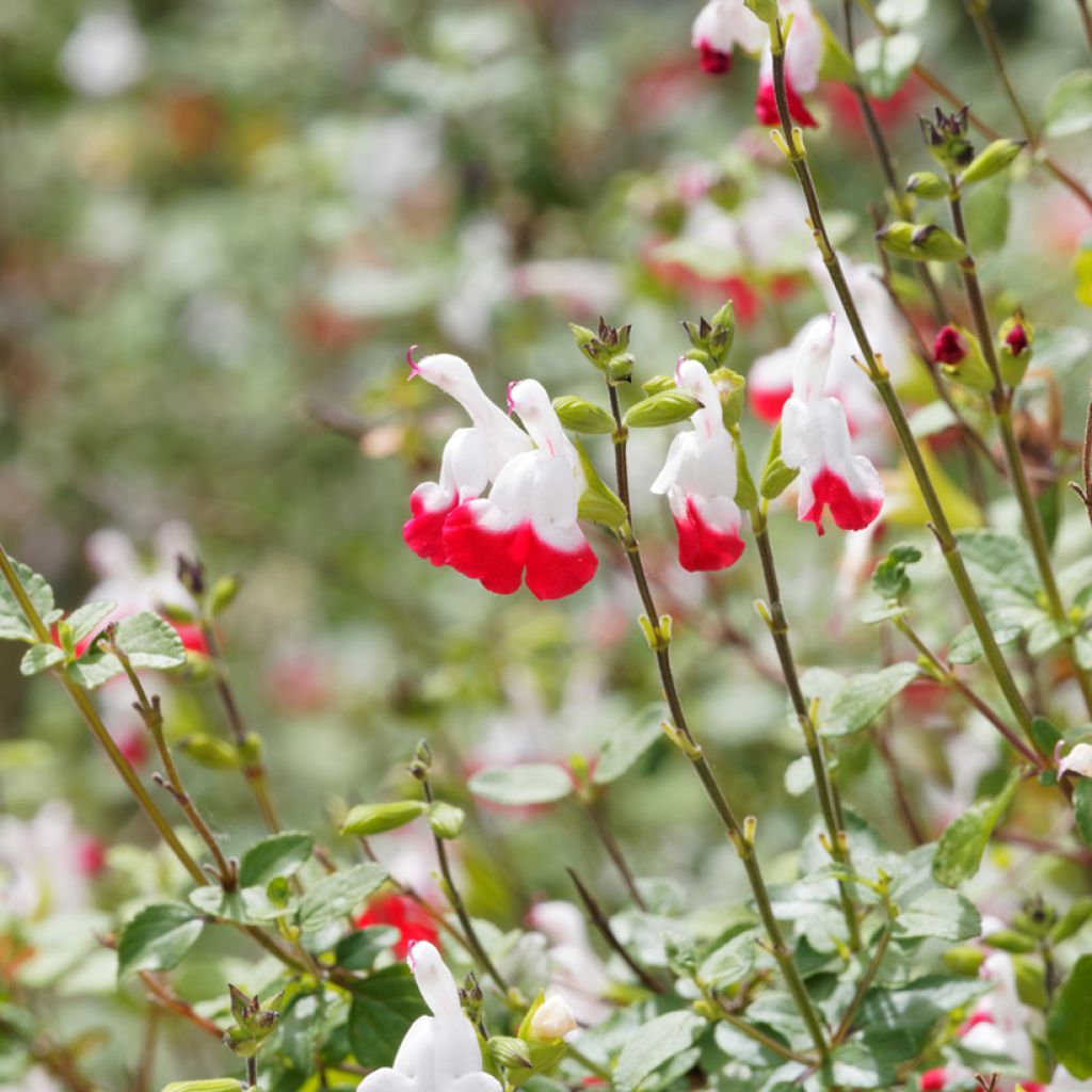 Salvia microphylla grahamii Hot Lips