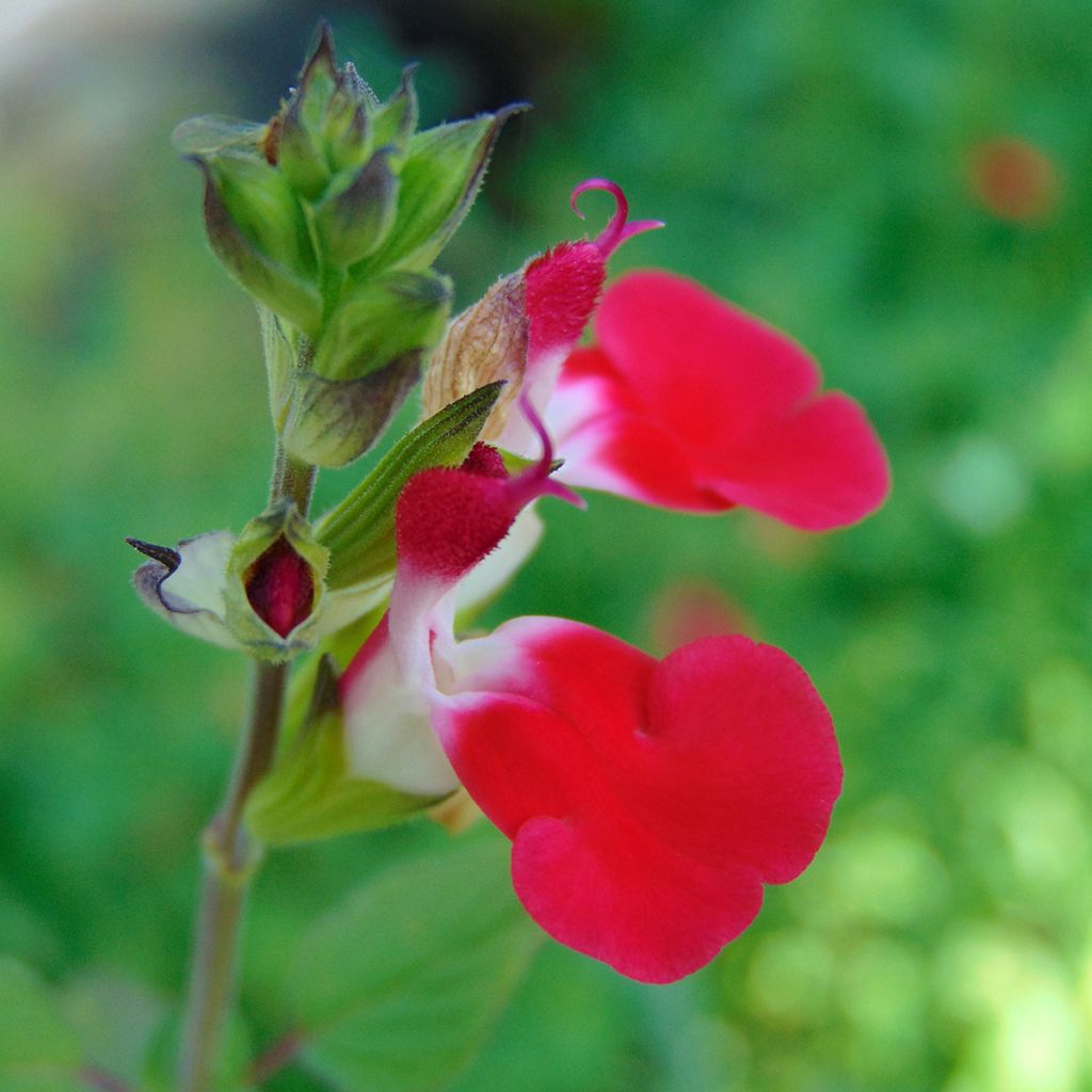 Salvia microphylla grahamii Hot Lips