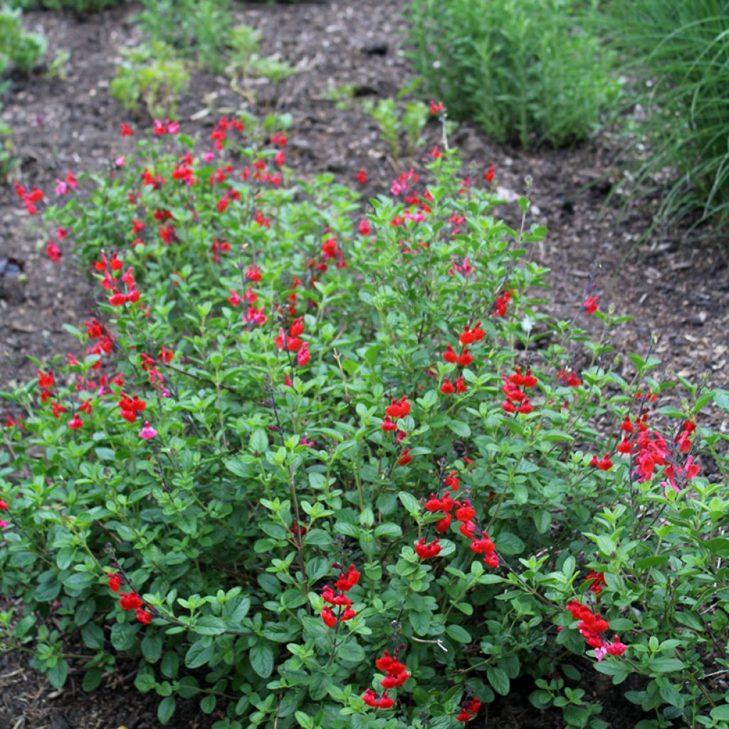 Salvia microphylla Royal Bumble - Salvia rosa