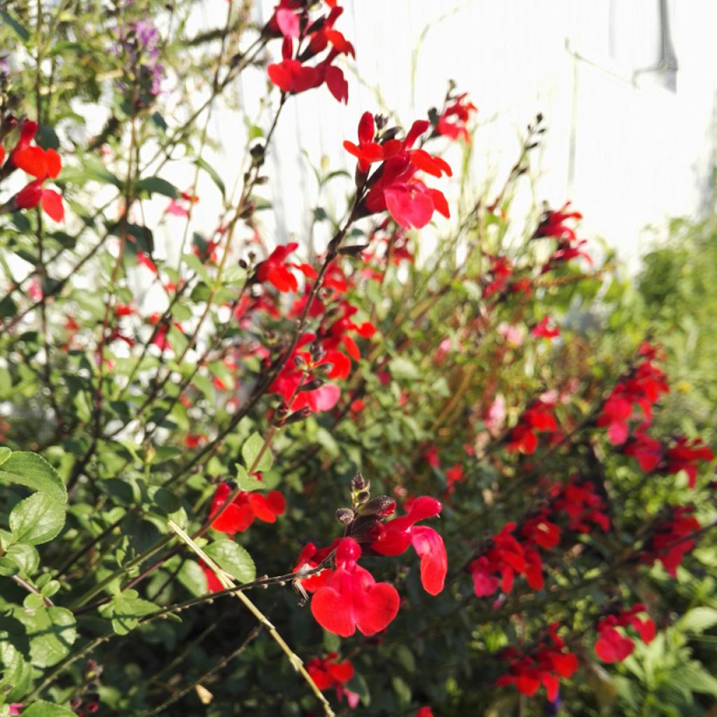 Salvia microphylla Royal Bumble - Salvia rosa