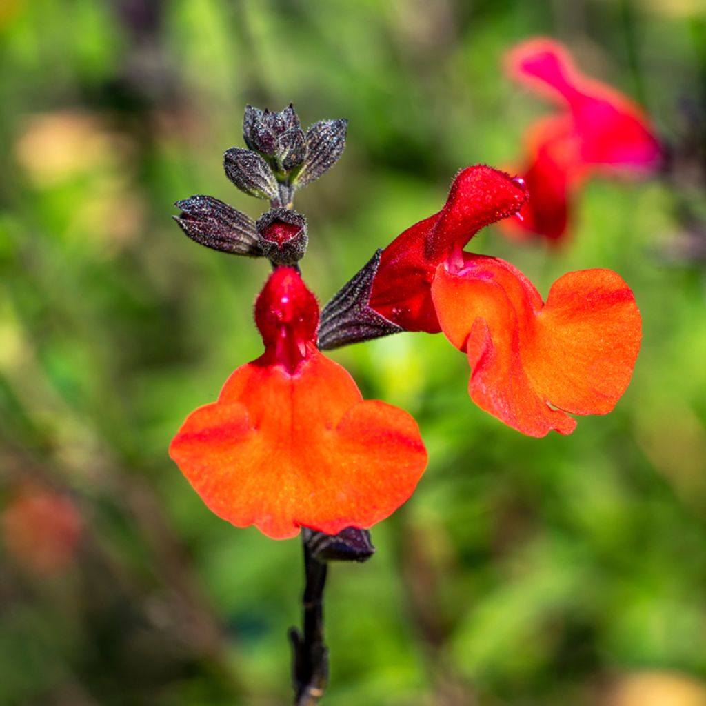 Salvia microphylla Royal Bumble - Salvia rosa