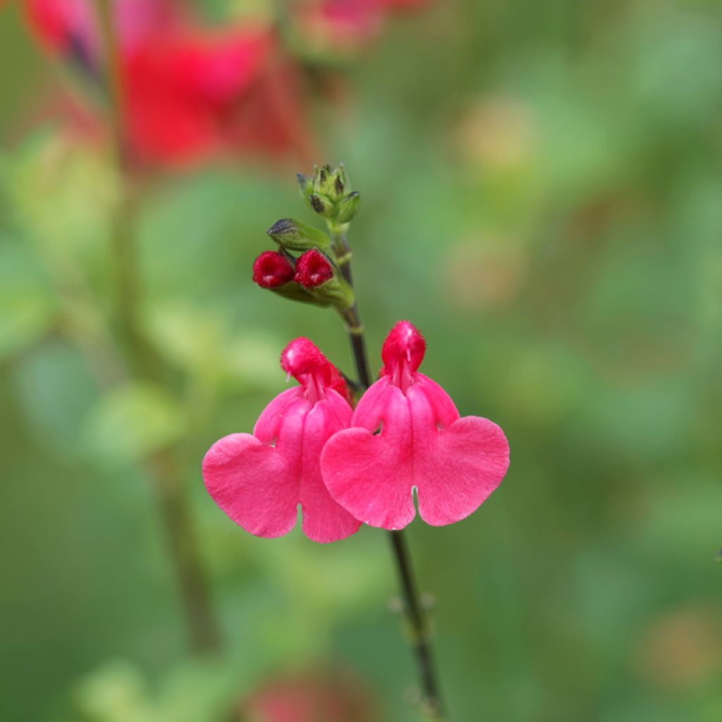 Salvia microphylla grahamii