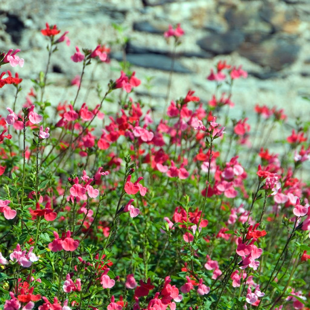 Salvia microphylla grahamii