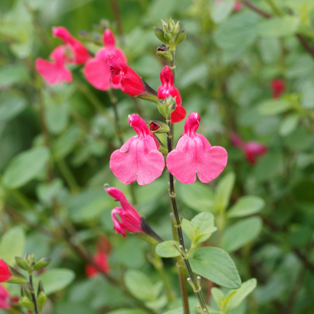 Salvia microphylla grahamii