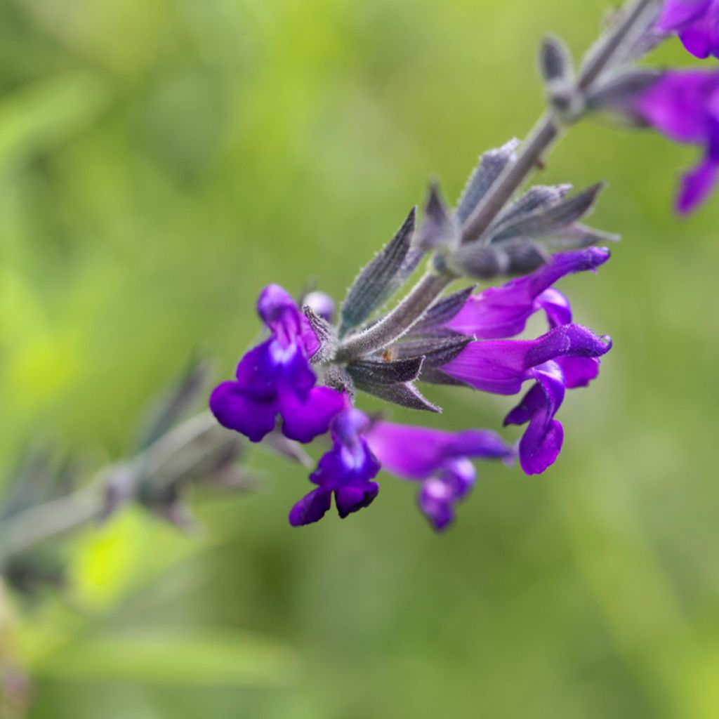 Salvia coahuilensis