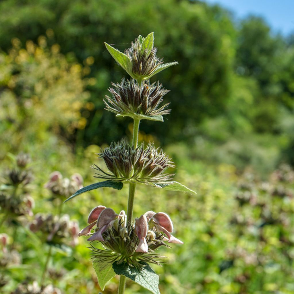 Phlomis samia - Flomis