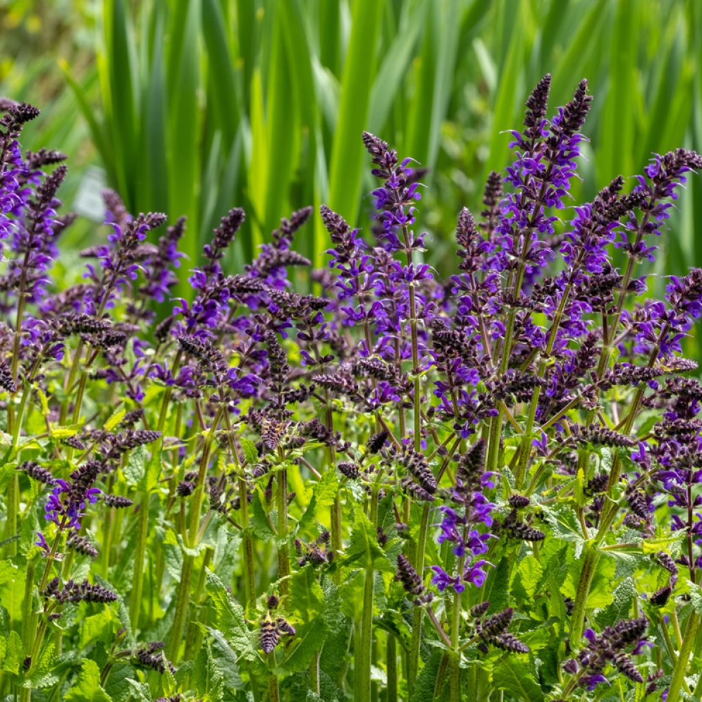 Salvia nemorosa Viola Klose