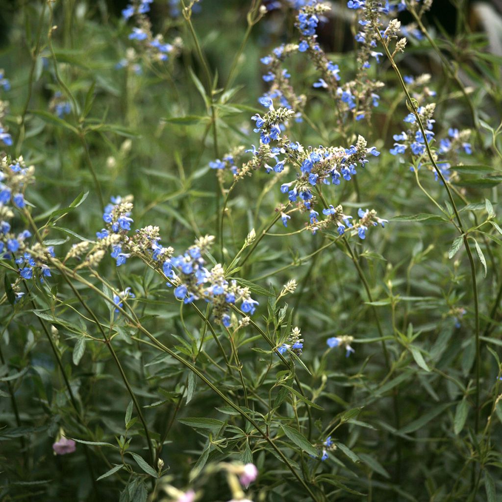 Salvia uliginosa - Salvia celeste